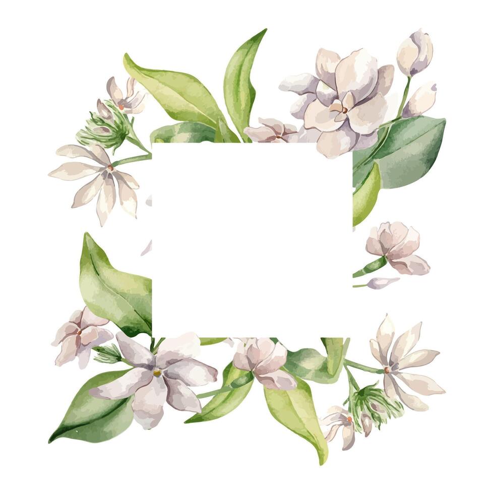 Frame of Jasmine white flowers in watercolor botanical sketch isolated. Floral plants in soft pink tones hand drawn. Foliate frame and blooms of camellia painted for design label, package, stationary vector