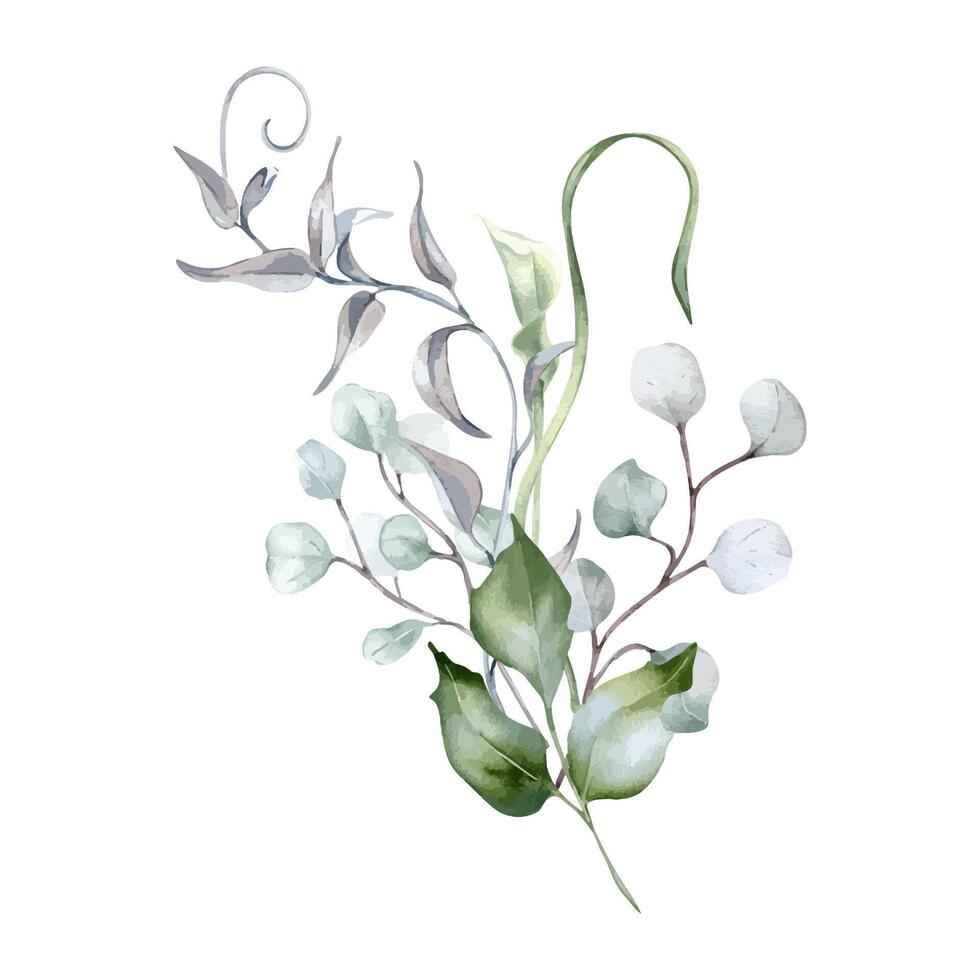 Eucalyptus branches, holly leaves and curly vines in sage green watercolor isolated. Foliage arrangement in pastel tones hand drawn for design nature product. Delicate green flora composition. vector