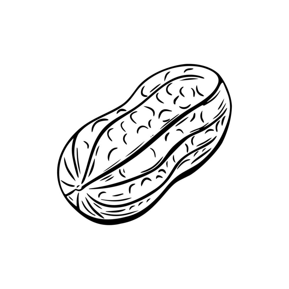 Single peanut in outline hand drawn engraving style vector