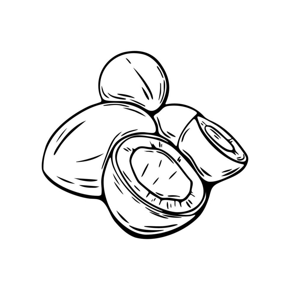 Black and white coconut in hand drawn outline sketch style vector