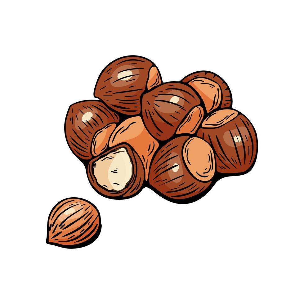 Hazelnuts hand drawn in detailed colored cluster vector