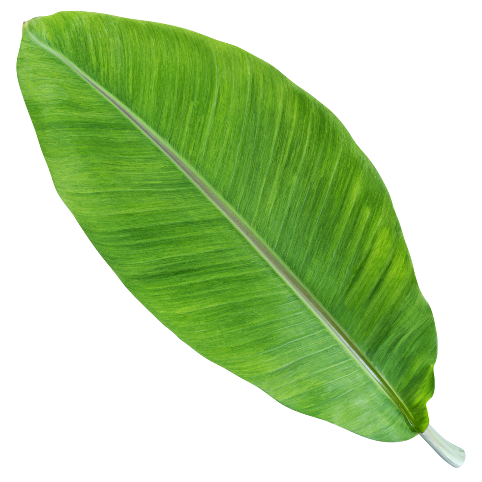 Mock up green banana leaf png