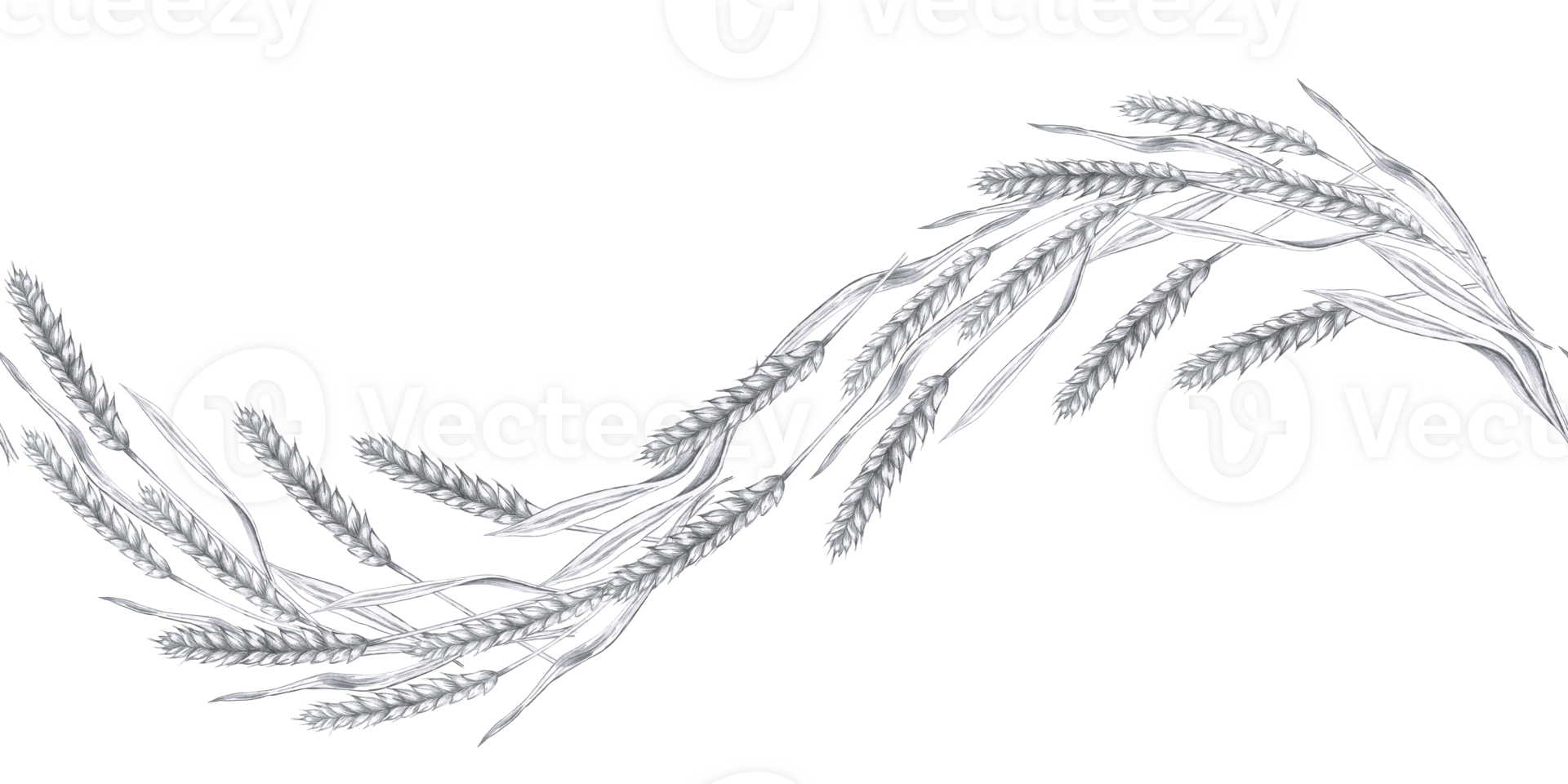 Seamless border with curved ears of wheat. Isolated pencil illustration in realistic style for pub design, menu design, poster printing png