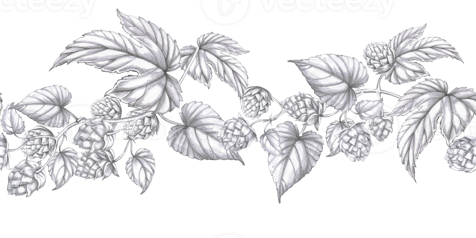 Seamless border with curved branches of hops. Isolated pencil illustration in realistic style for pub design, menu design, poster printing. png