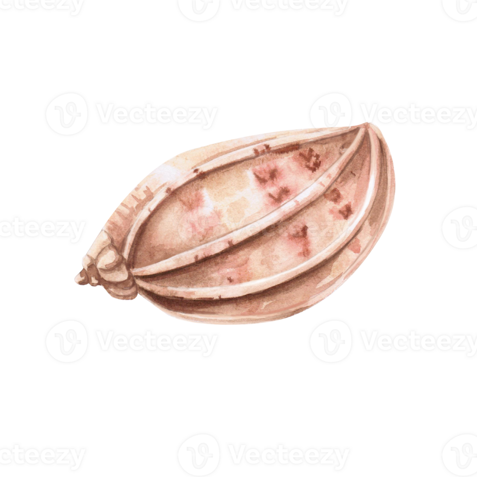 Seashell with color splashes, side view. Isolated watercolor illustration of a shell for decorating seafood restaurants, theme parties, printing on posters, fabrics and clothes png