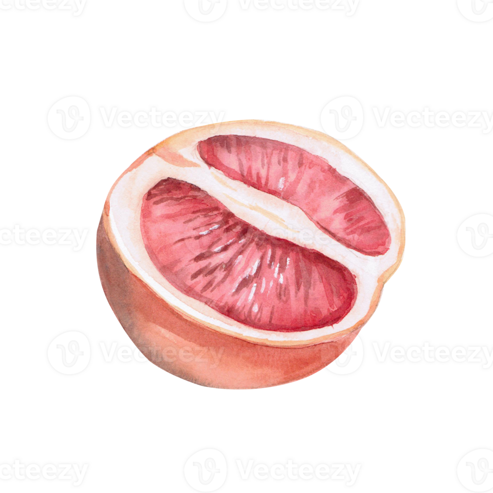 Half of grapefruit in isolated watercolor illustration. Part of fruit for juice packaging design, poster printing, clothing, shop window decoration png