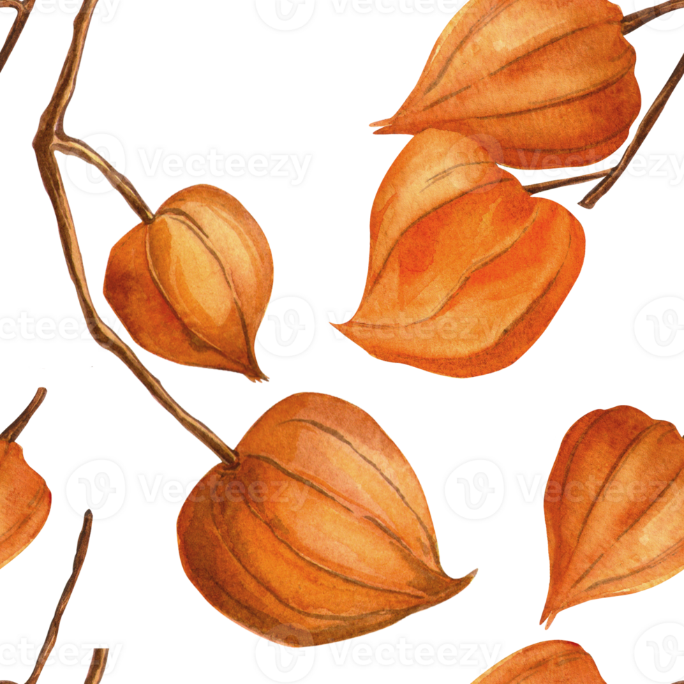 Physalis autumn seamless pattern. Botanical watercolor texture of bright branches. Realistic twig with physalis fruit background. Perfect for seasonal fall decoration, colorful fabrics, wallpaper. png