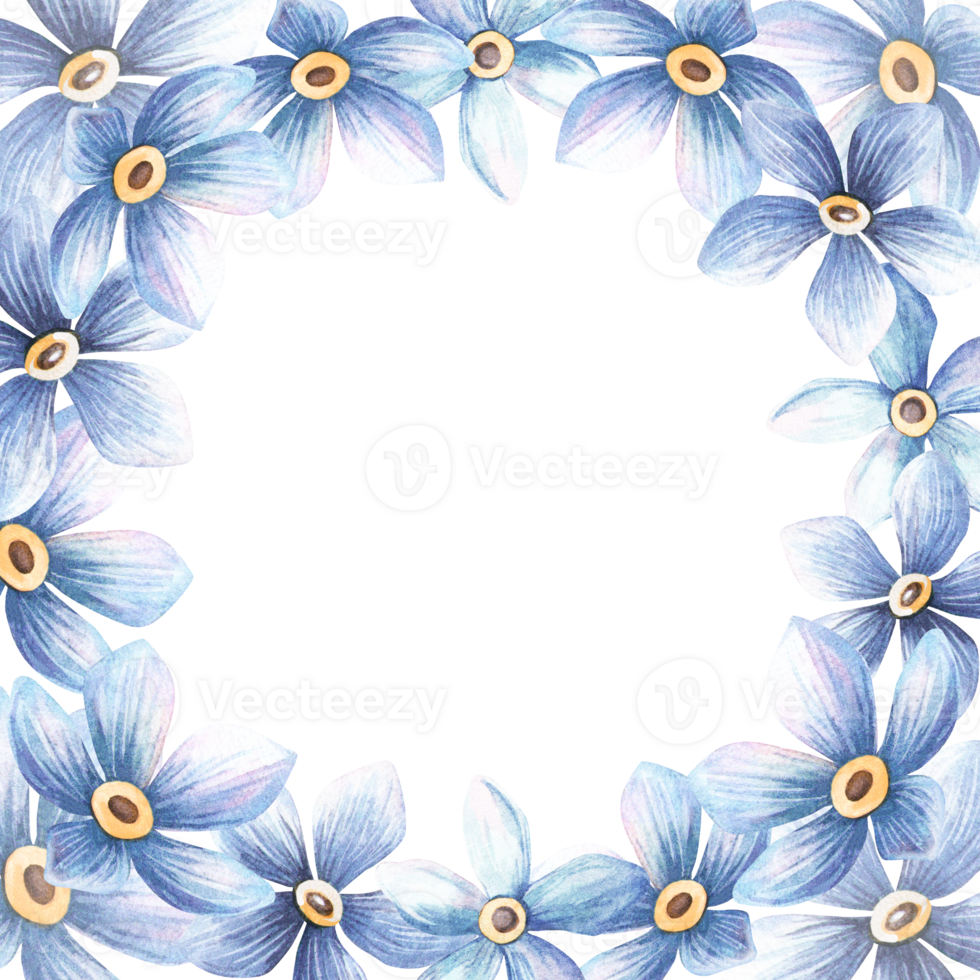 Blue pastel flowers blossom square frame and circle template. Floral forget-me-not wreath with white background Perfect for botanical event arrangement, wedding invitations, spring seasonal decoration png