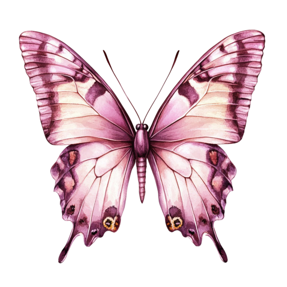 Purple Pink Butterfly Frt View Open Wings Insect png