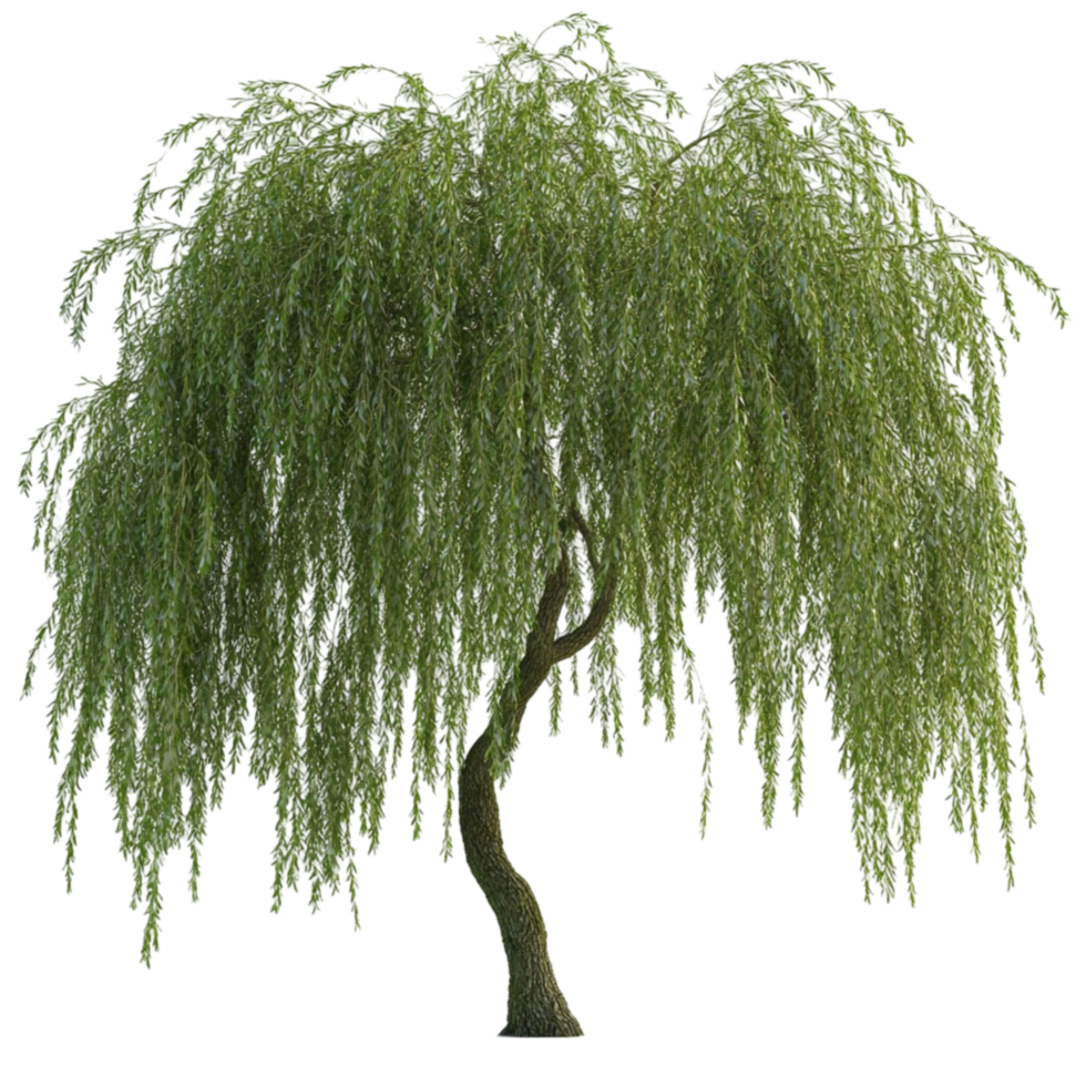 Elegant Weeping Willow Tree with Flowing Branches png