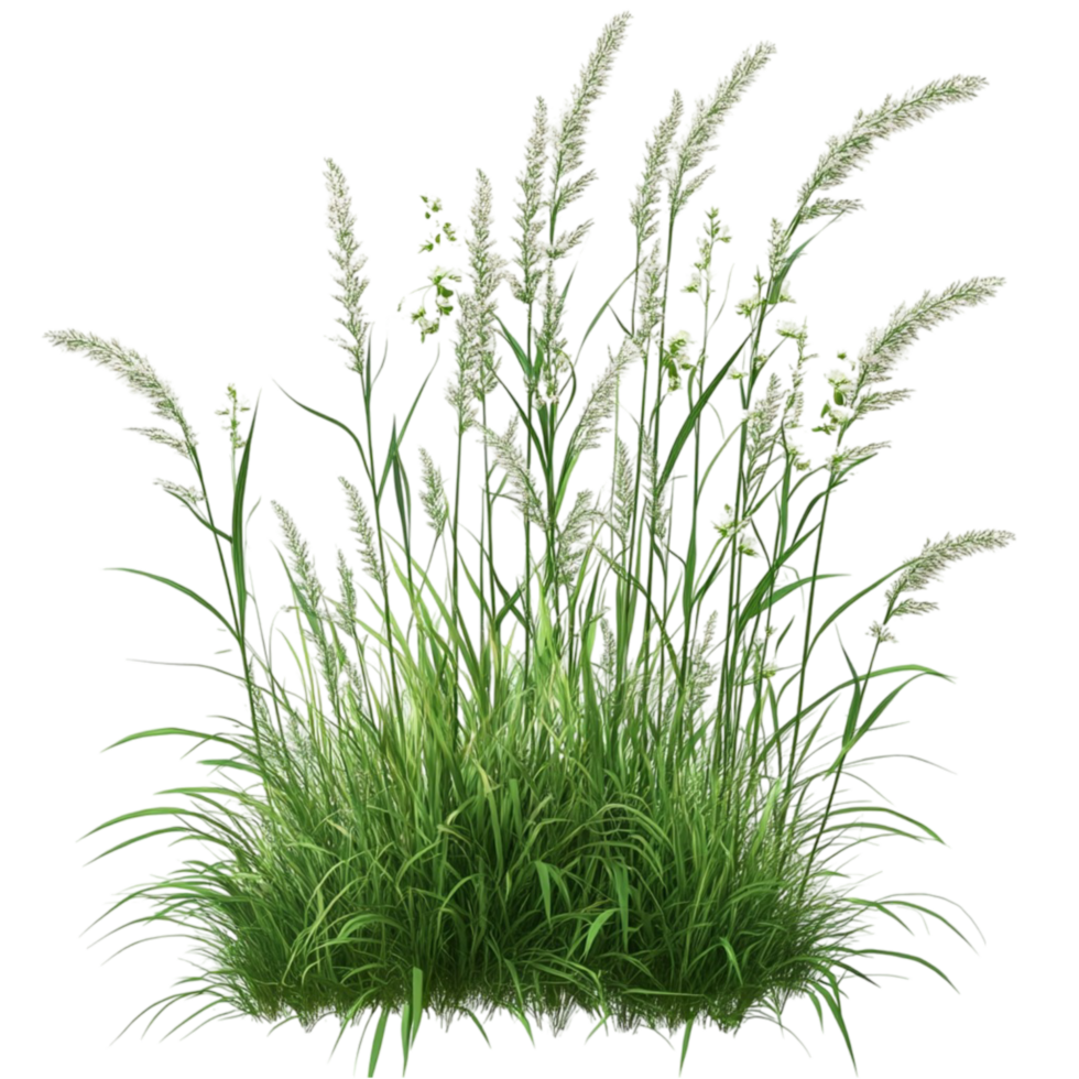 Tall Green Grasses and Seed Heads Botanical png