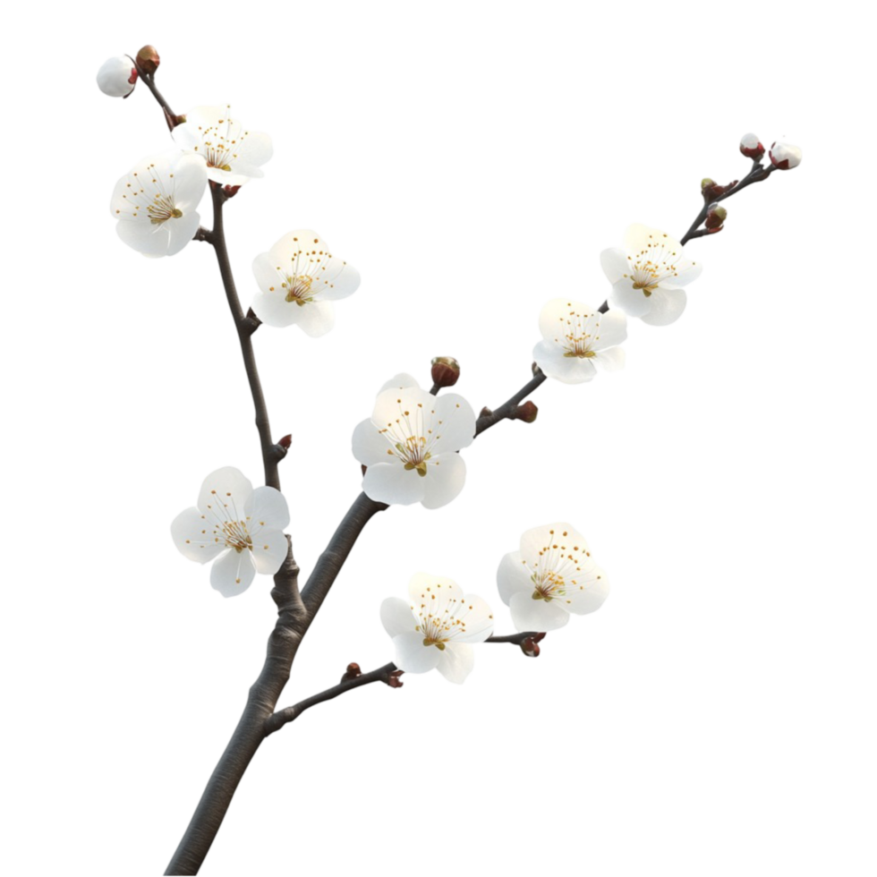 Plum Blossom Branch with Delicate Spring Flowers png
