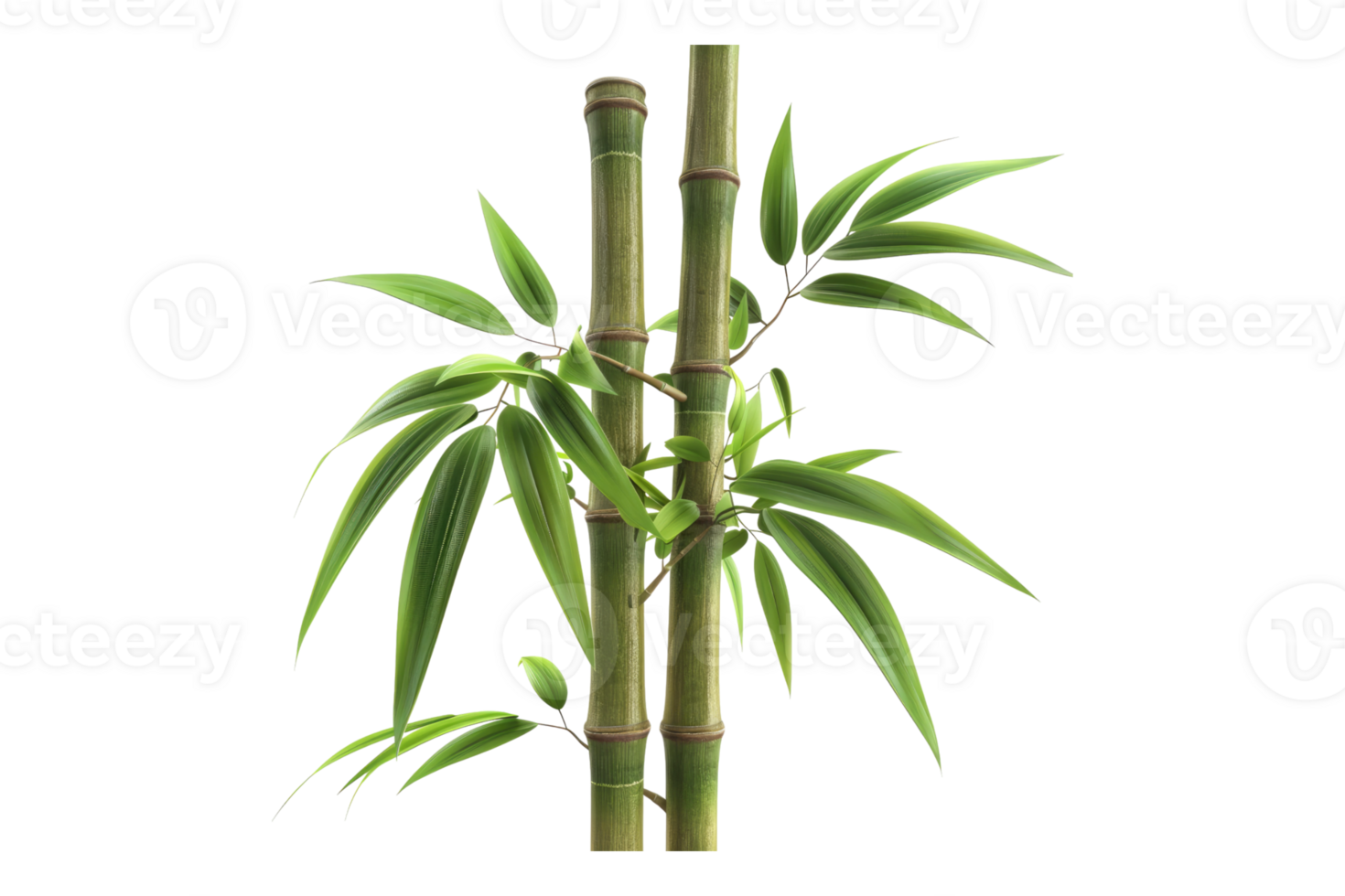 Bamboo radiance in lighting isolated on transparent background png