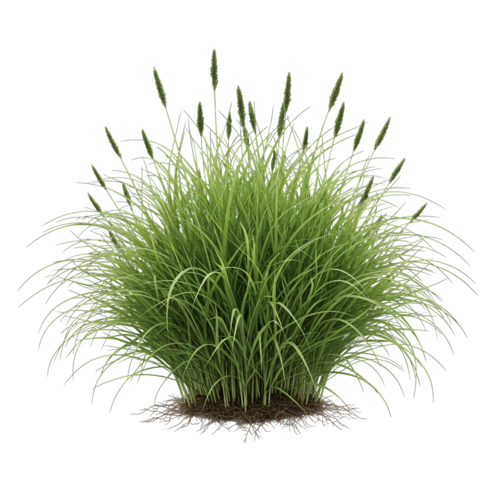 Lush green grass bush with seed heads isolated on transparent background, realistic foliage illustration for landscaping, gardening, or design use. png