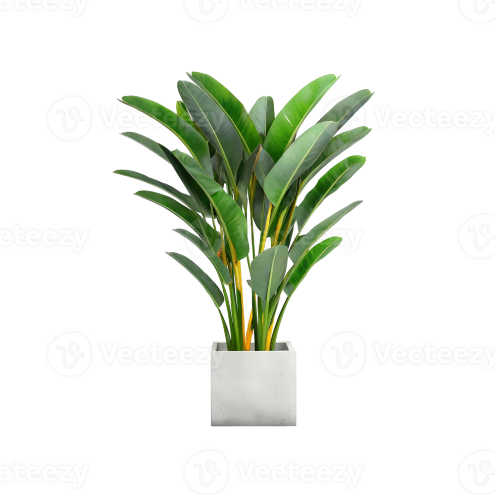 Tropical indoor potted plant with large green leaves in a modern white planter, isolated on transparent background for home decor and design concepts. png