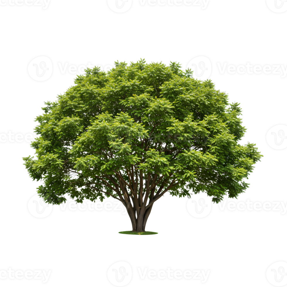 Lush green tree with wide umbrella-like canopy isolated on transparent background for landscape design and architectural visualization projects. png