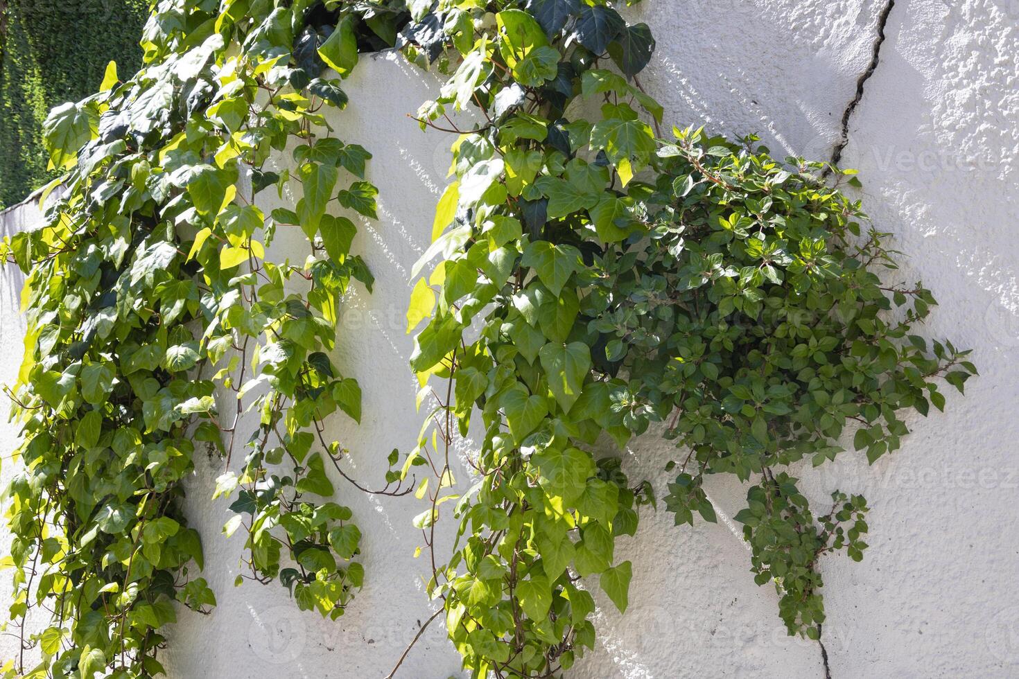 Green Ivy and Plants Growing on White Wall photo
