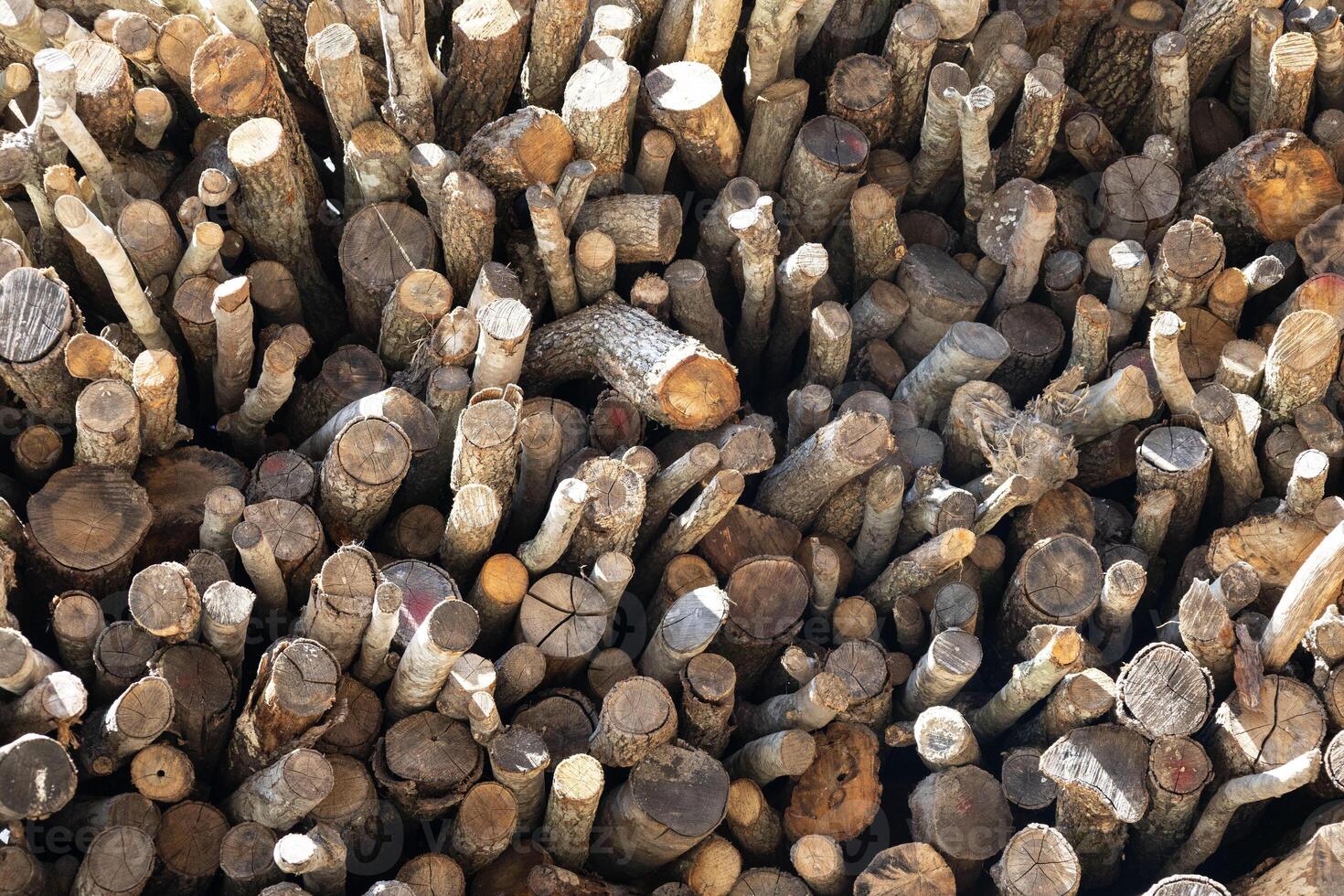 The natural wood surface and the irregular arrangement of the logs create a visually intriguing pattern photo