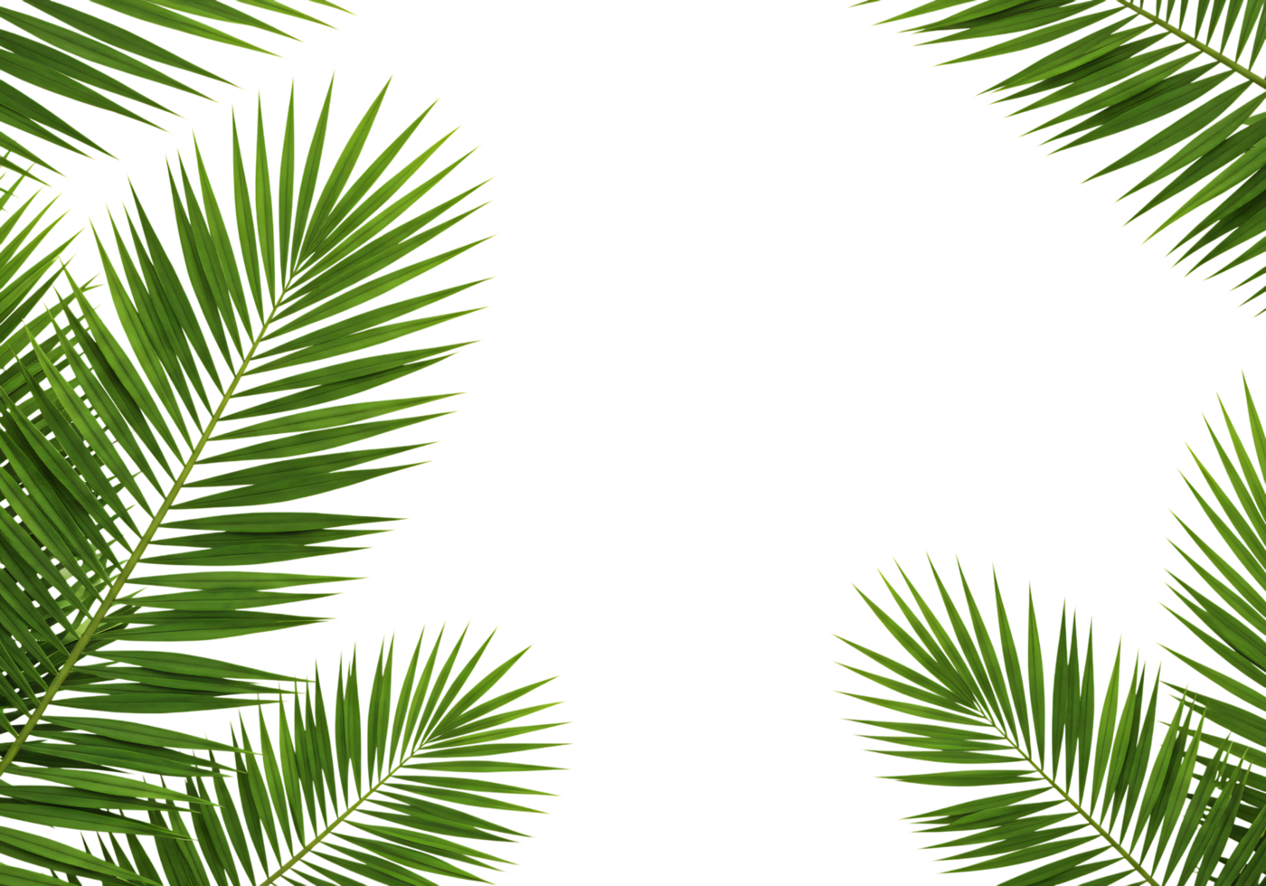 Tropical green palm leaves border frame on transparent background for summer and nature design projects. png