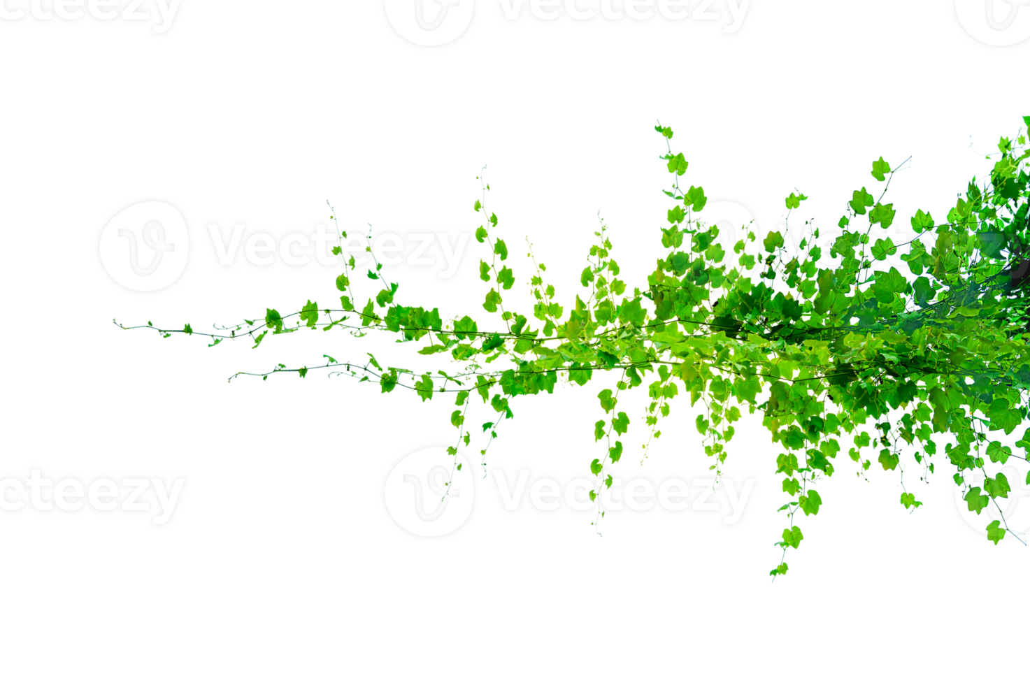 green vine vine frame leaf vine circle Isolate on transparent background file png
