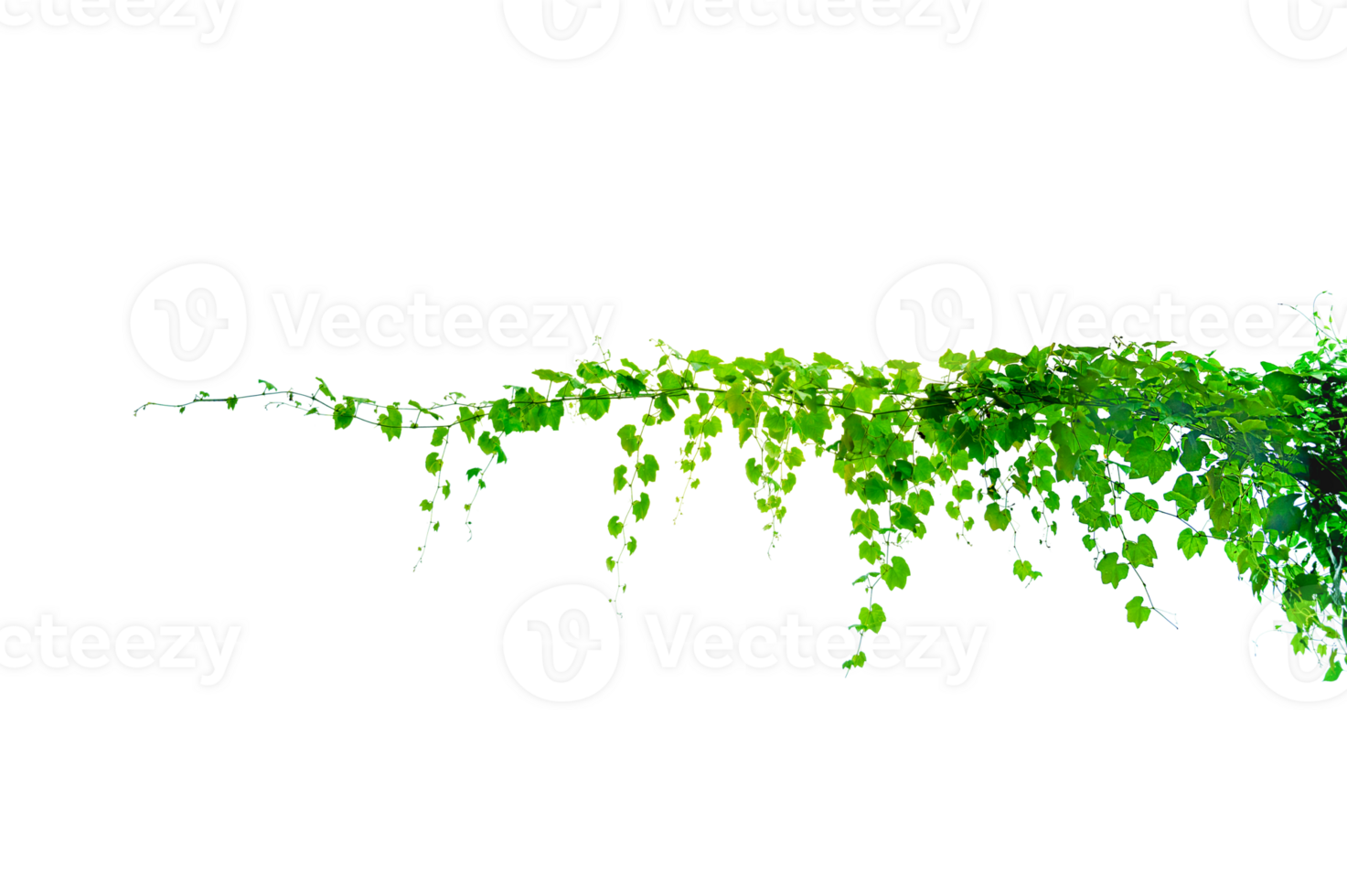 green vine. vine frame leaf vine circle Isolate on transparent background file png