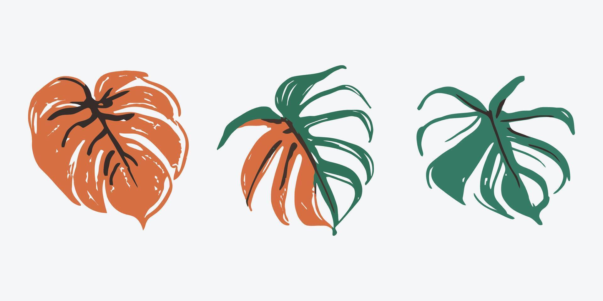 Hand drawn tropical monstera leaf collection vector