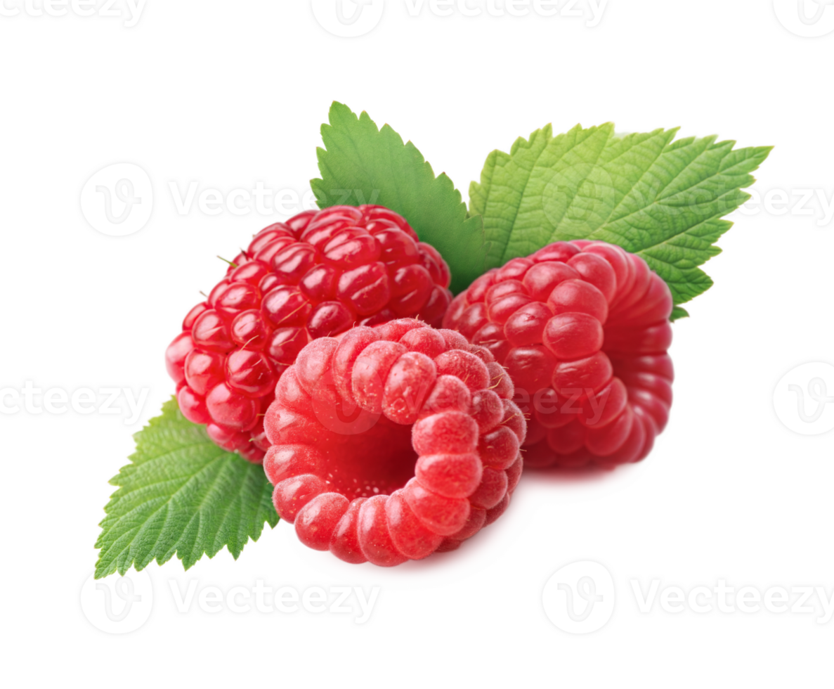 Juicy red raspberries grouped with mint leaf showing natural color and texture in closeup detail png