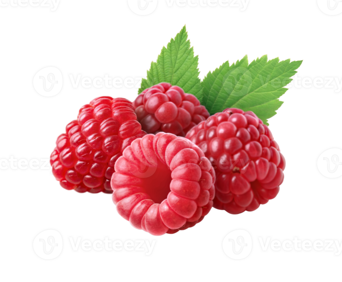 Closeup of ripe red raspberries with fresh green mint leaf on top showing juicy vibrant natural colors png