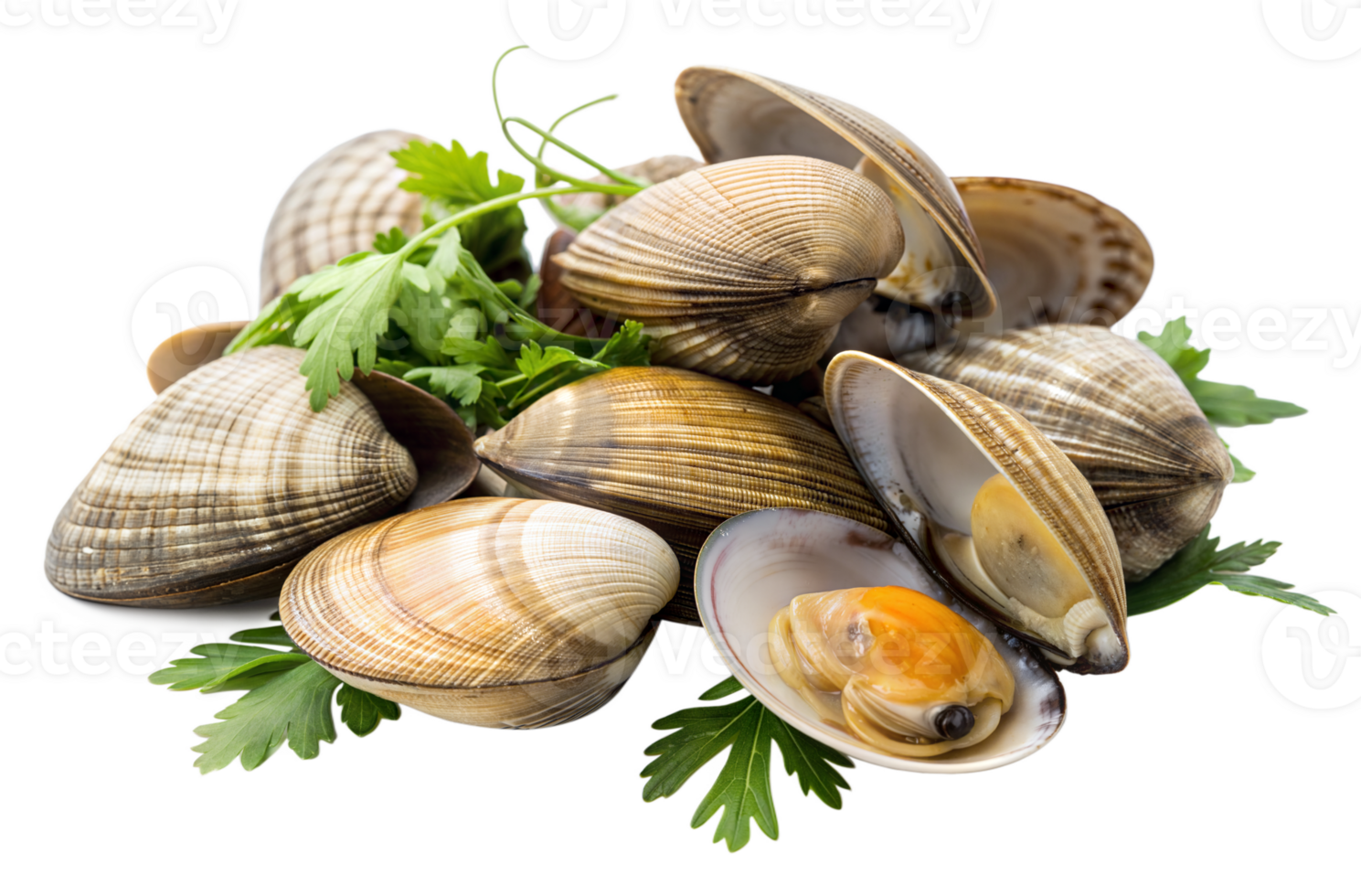 Top View of Clams with Fresh Herbs Great for Seafood Dishes and Ingredient Showcases png