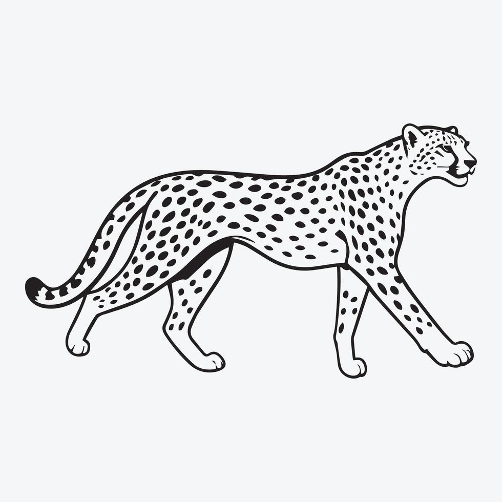 Cheetah walking, black and white illustration vector