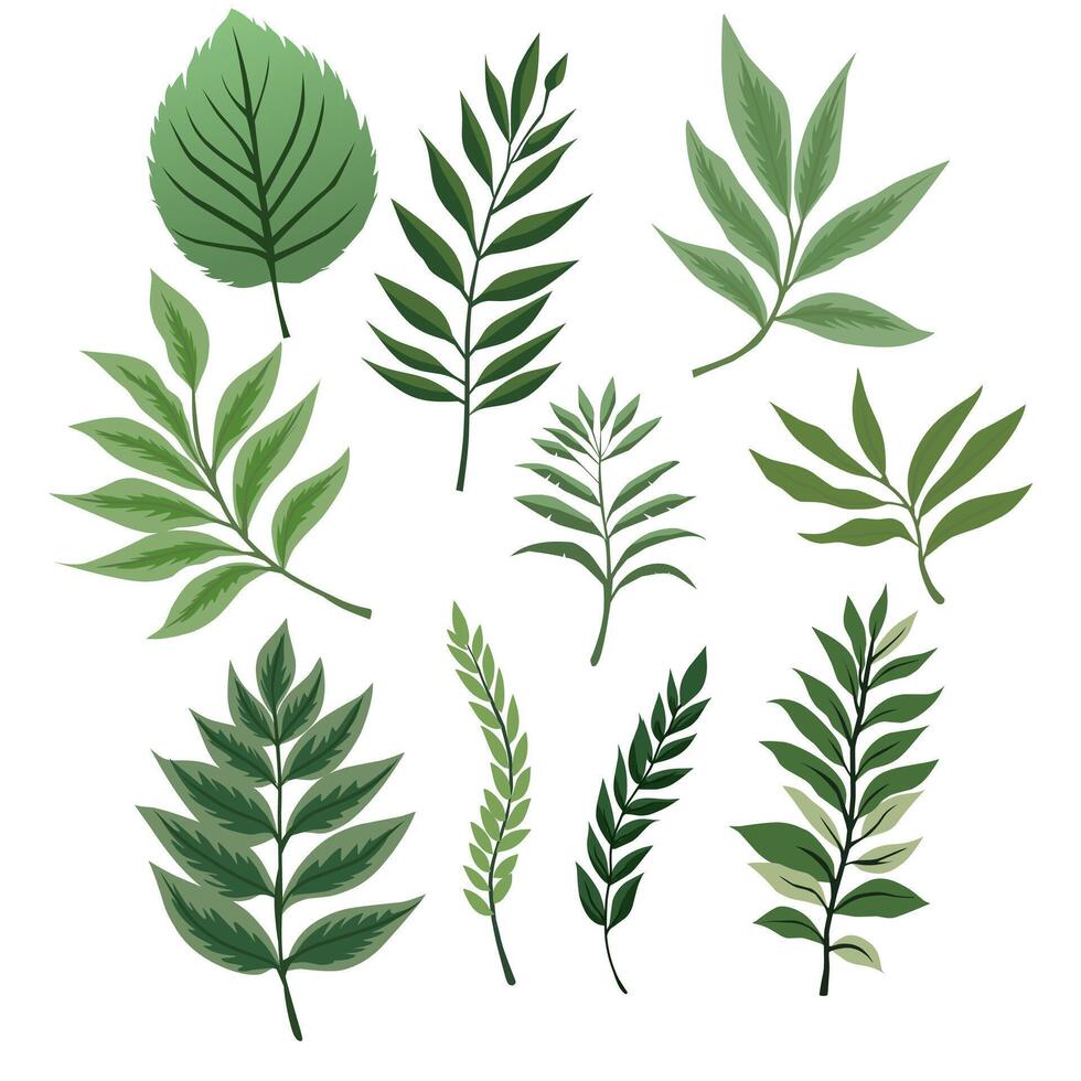 Beautiful Green Leaf Design Set in White Background vector