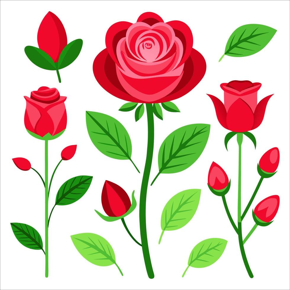 Red rose flowers and leaves on white background vector