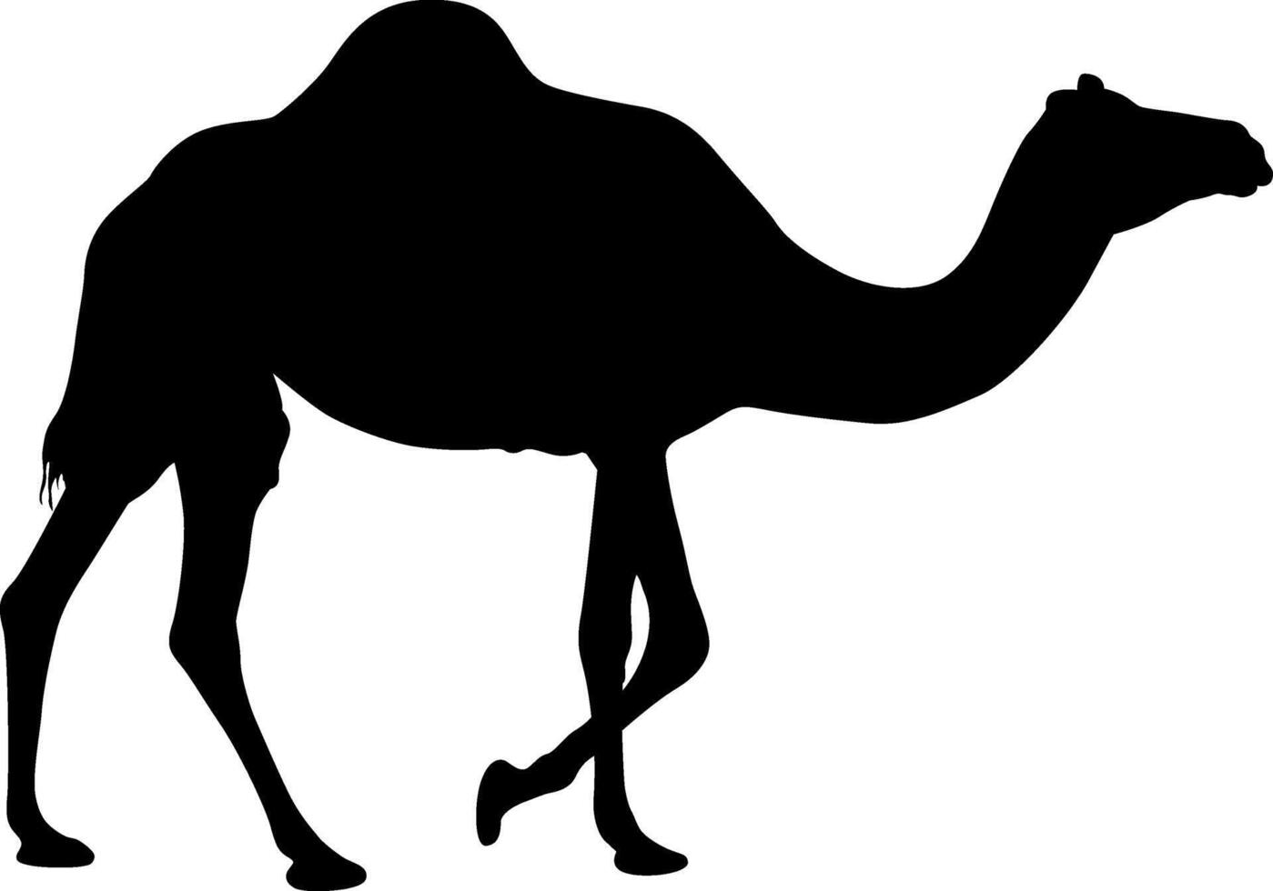 Silhouette of a Camel vector