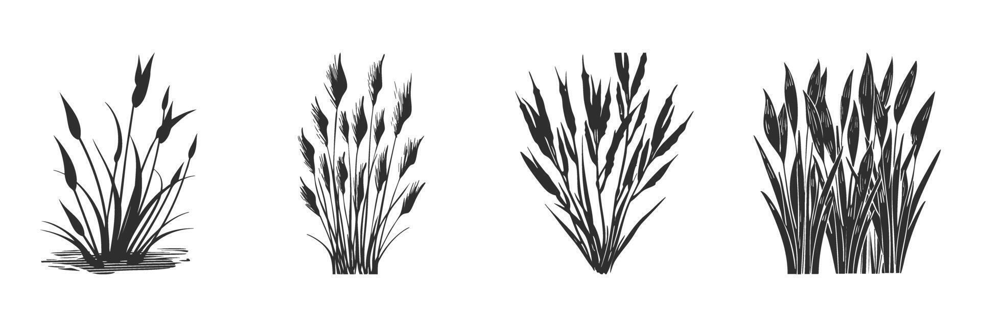 Silhouette Of Cattail And Reed Plants Set. Natural Wetland Vegetation Illustrations Isolated Collection vector
