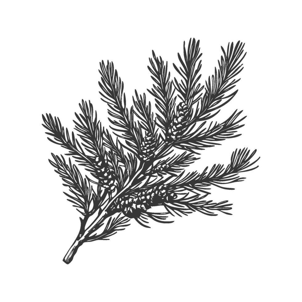 Pine Branch With Cones Black And White Silhouette Illustration. Nature And Botanical Art Isolated Illustration vector
