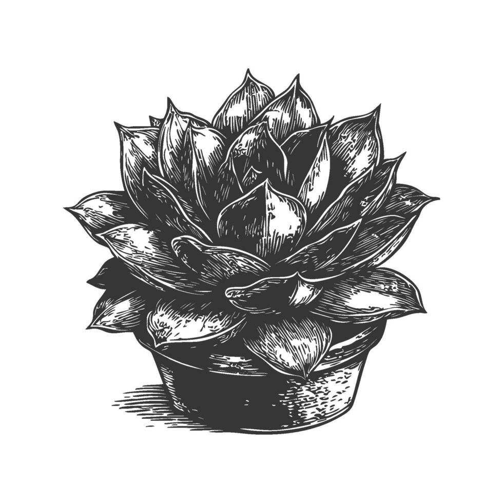 Succulent Plant In Pot Black And White Silhouette Illustration. Botanical Art And Nature Decor. Isolated Illustration vector