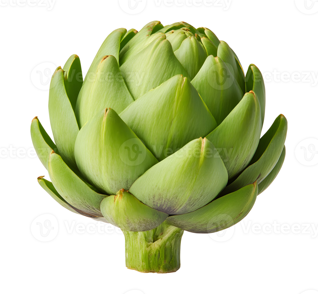 Fresh green artichoke showcasing its unique structure and color in a bright setting, emphasizing its natural beauty and culinary potential png