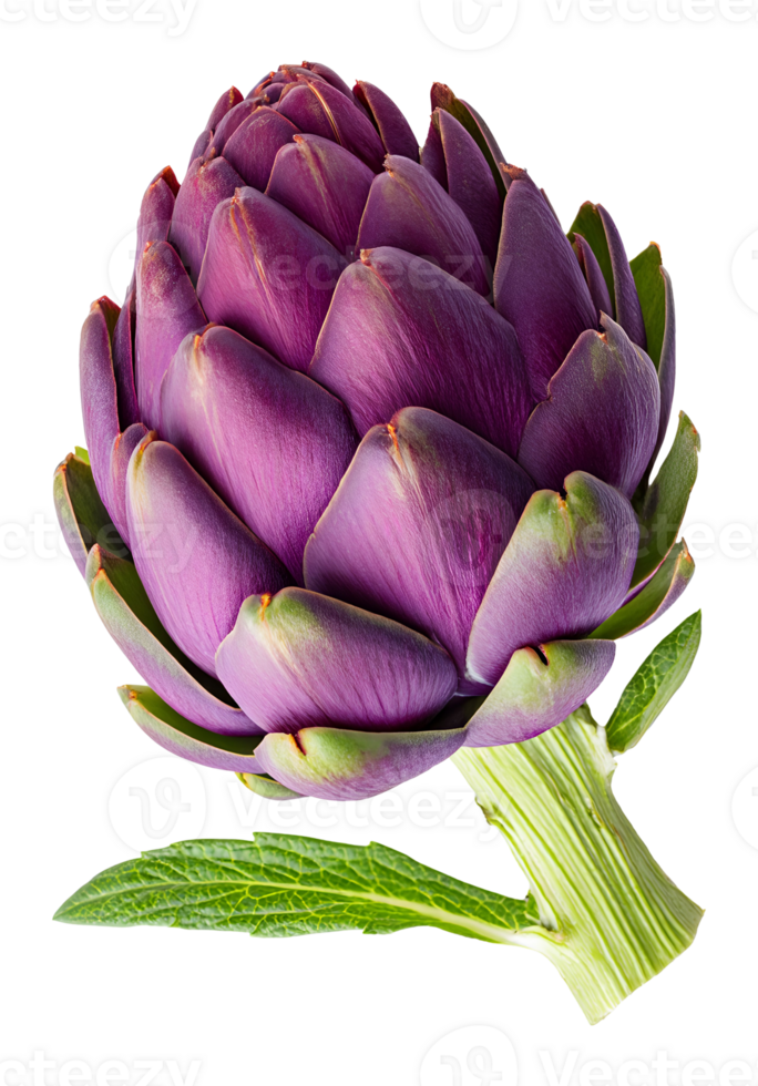 Vibrant purple artichoke with green leaves showcasing natural beauty and culinary potential in fresh produce display png