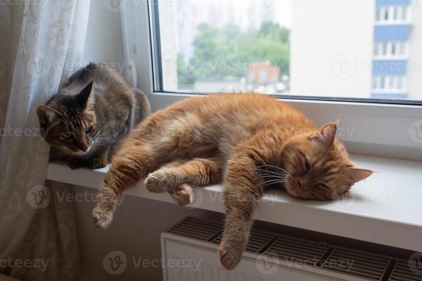 Two cats resting on a windowsill in an apartment photo