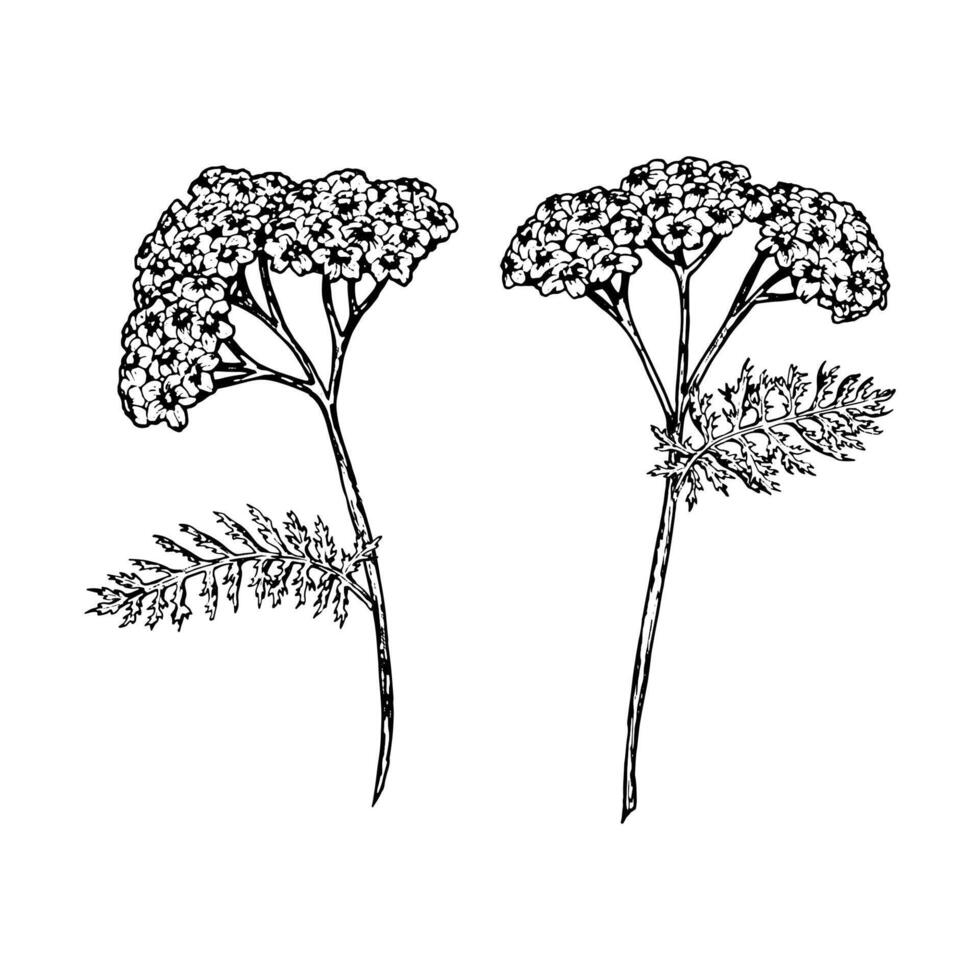 illustration of two yarrow flowers with feathery leaves in black and white. Hand-drawn botanical elements for herbal design, packaging, medicinal themes, and natural projects. vector