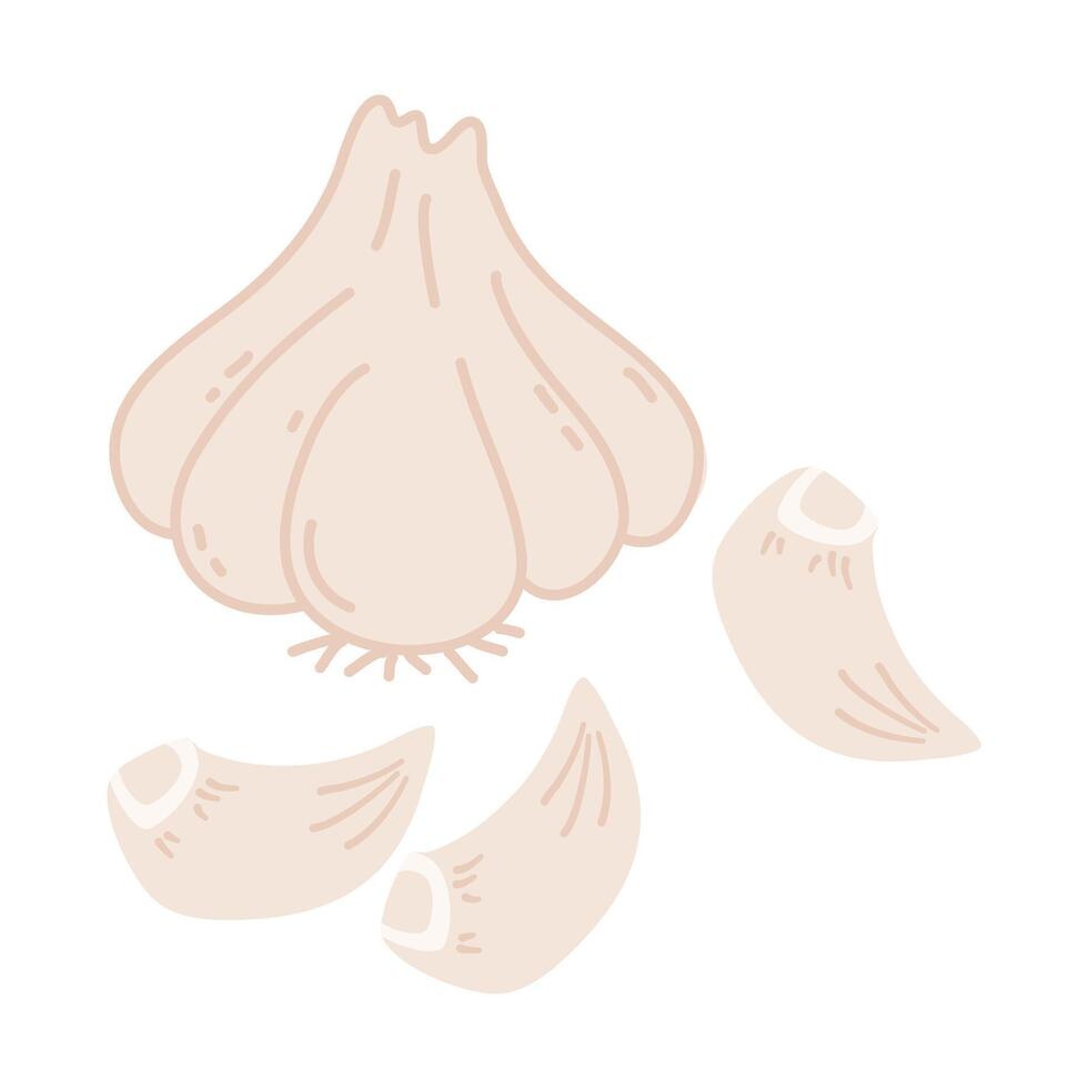 Clove of Garlic, Garlic, Bawang putih illustration. Indonesian herbs and spices vector