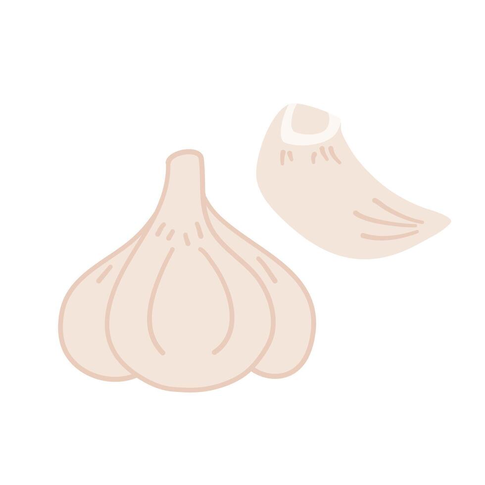 White garlic bulb illustration vector