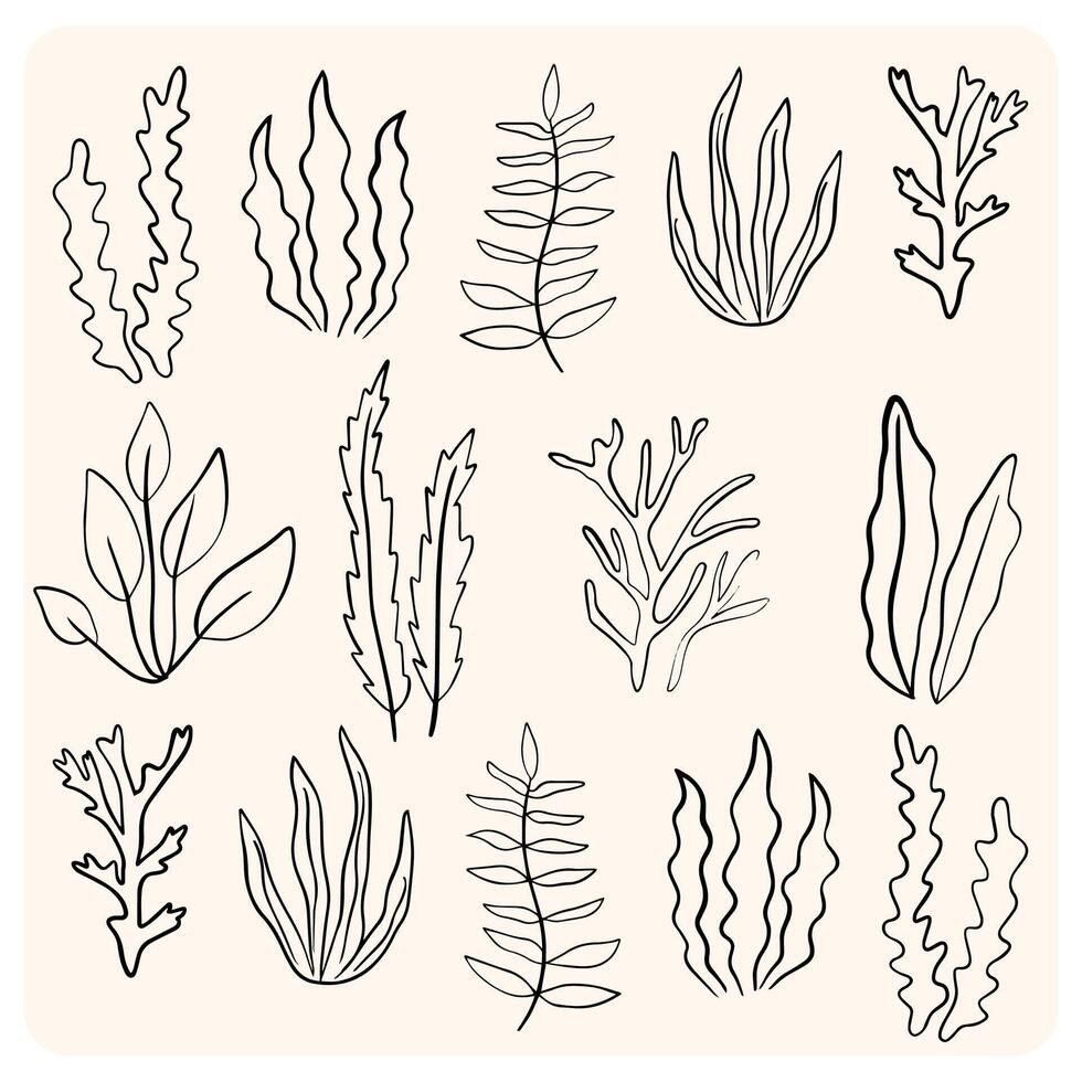 Seaweed Sketch Illustration Collection vector