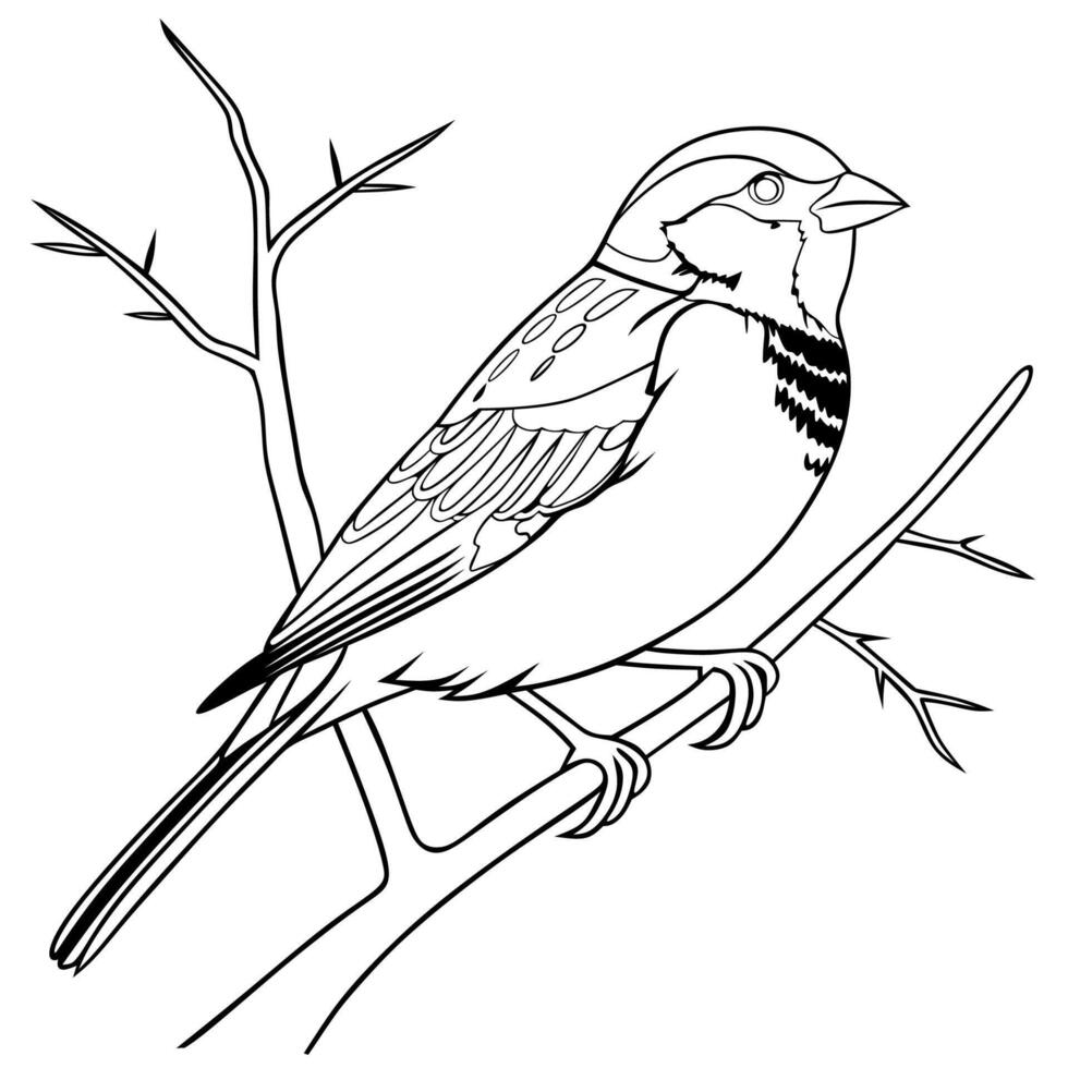 Sparrow Line Art Illustration vector