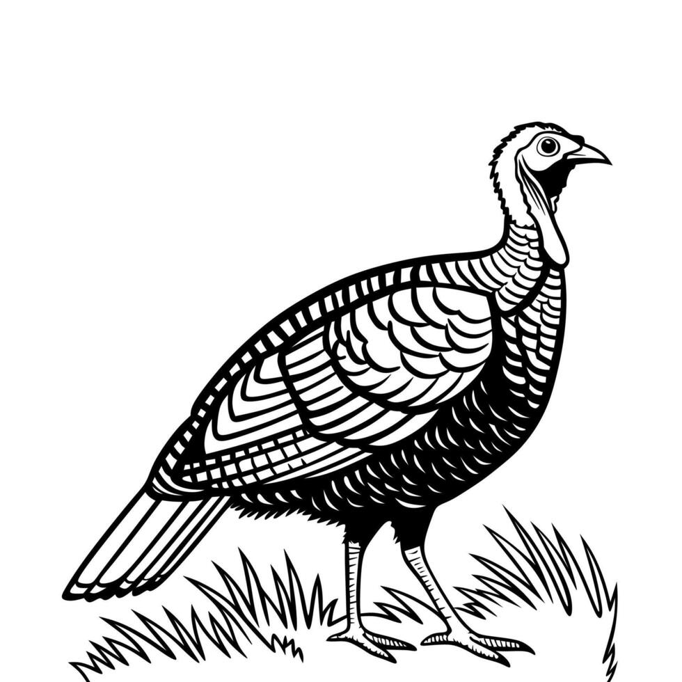 Turkey Line Art Illustration vector