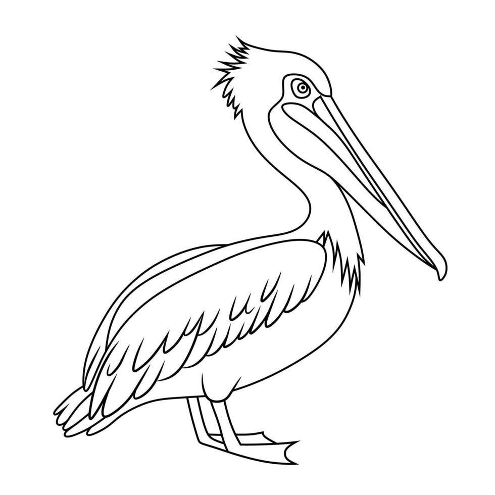 Pelican Line Art Illustration vector
