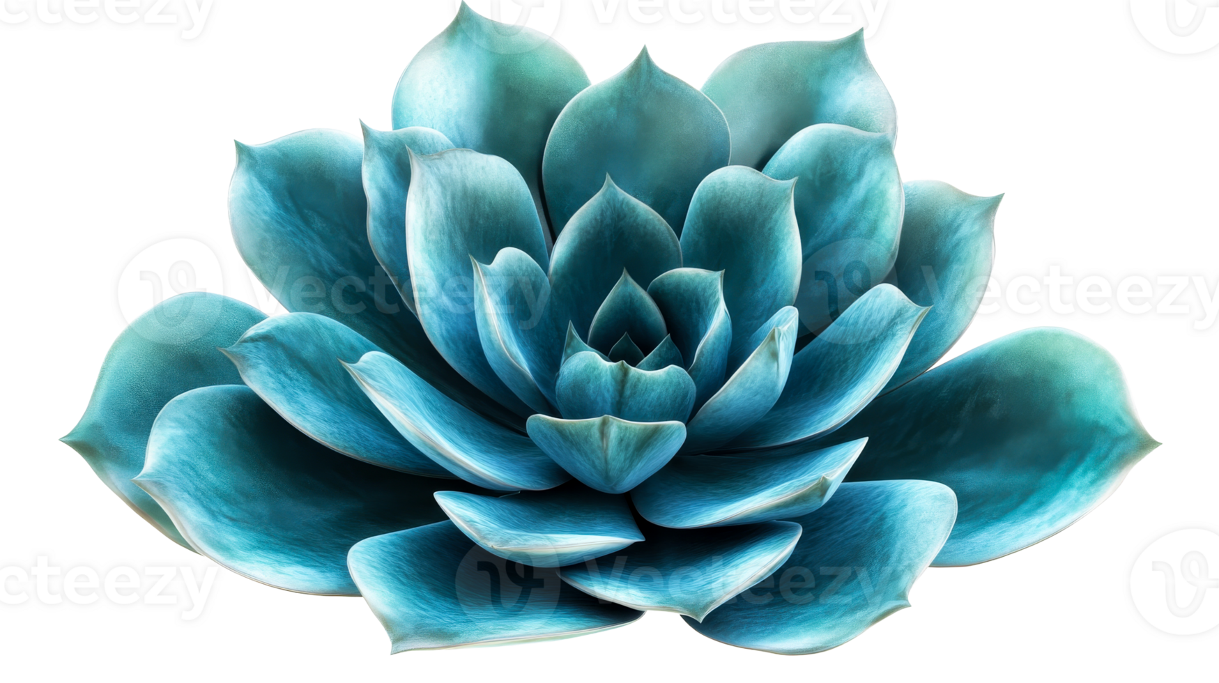 Beautiful succulent with vibrant blue green leaves png
