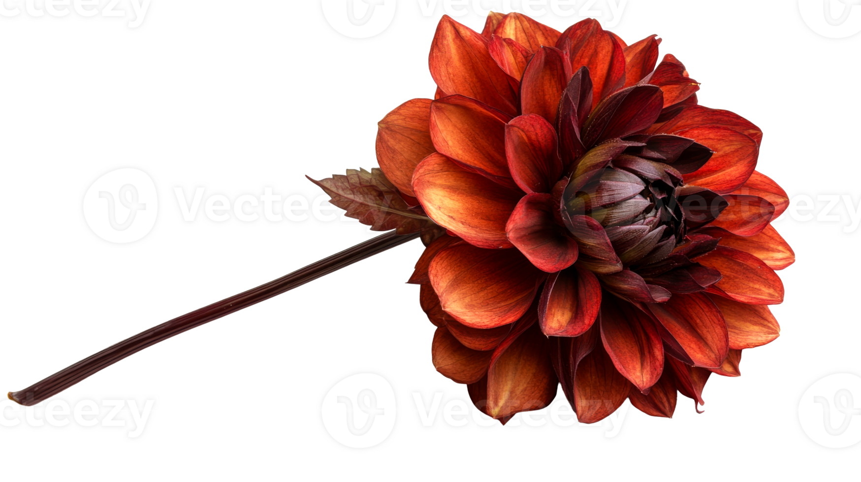 Vibrant red dahlia flower captured at close range png