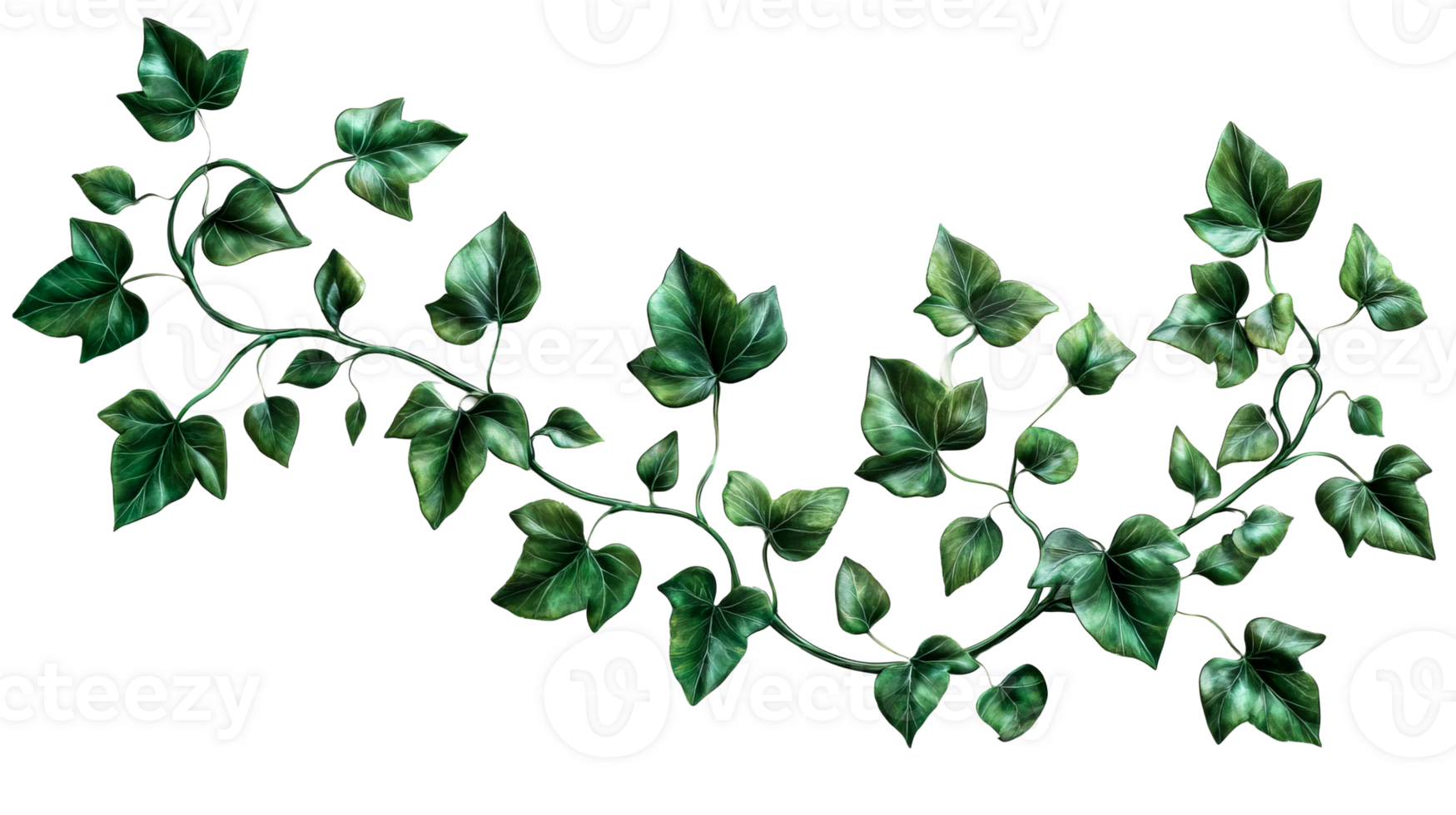 Green ivy vine with realistic leaf details png