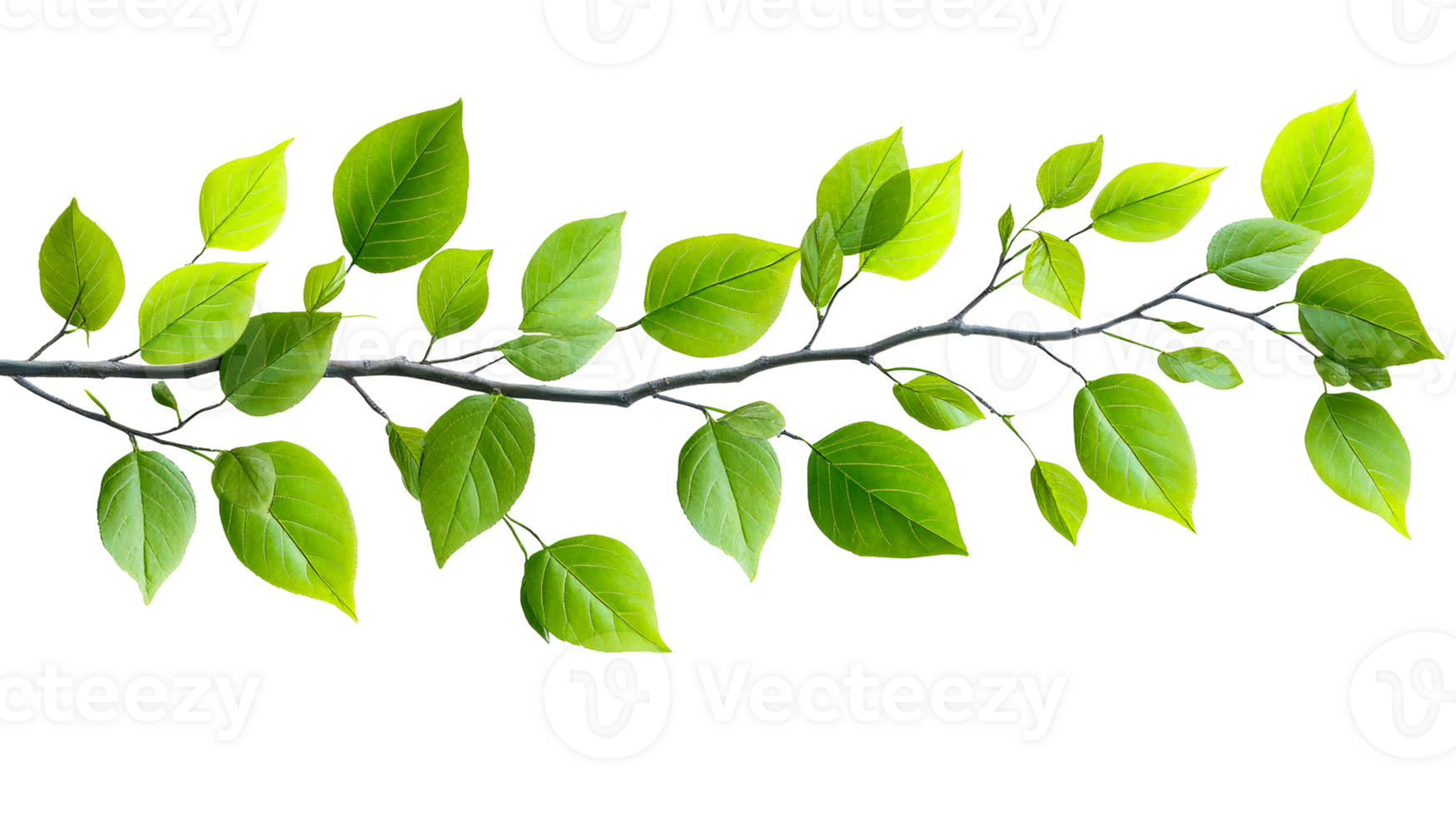 Fresh green leaves on a branch in daylight png